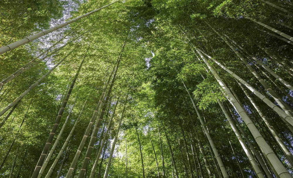 Foret Bambou